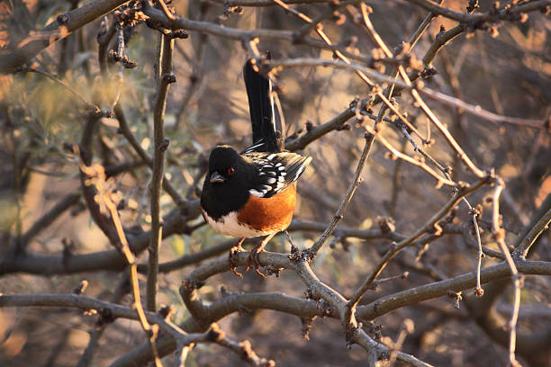 Spotted Towee Pipilo maculatus perching bird.