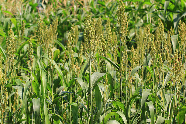 istock Sorghum plants in the field. 503425992