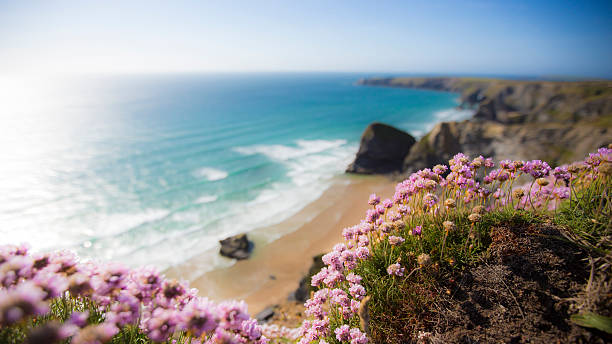 istock flowers on the cliff 503426308