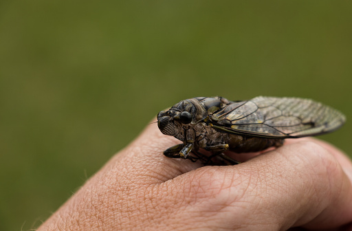 cicada perched on one hand