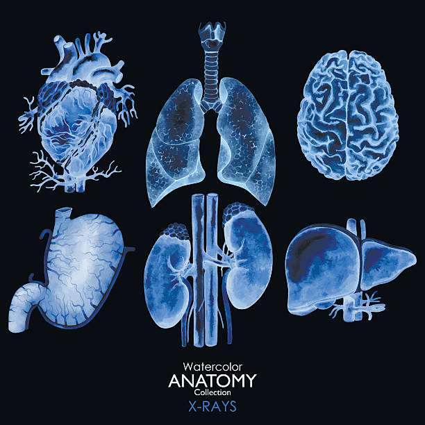 акварельные рентгенография органов - physiology stock illustrations