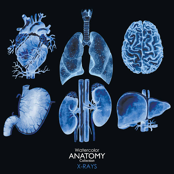 Watercolor X-rays of organs Watercolor anatomy collection - X-rays of organs.  Heart, lungs, brain, stomach, kidney, liver. Vecor isolated human body parts on black background.  Medical illustration human internal organ illustrations stock illustrations