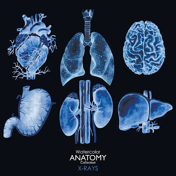 Vector illustration of Watercolor X-rays of organs