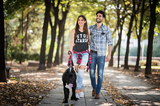 istock Couple walking Cane Corso in the park 503427182