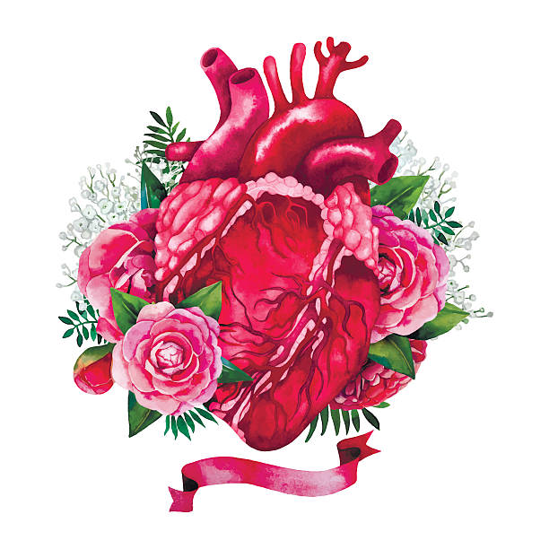 ilustrações, clipart, desenhos animados e ícones de watercolor coração com desenho floral - human heart red vector illustration and painting