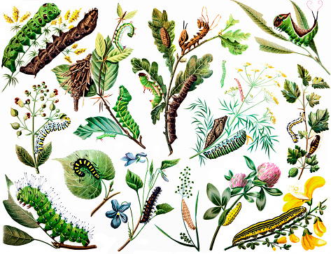 Painted image of various caterpillar