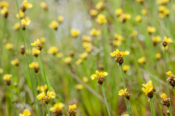Xyris yellow flowers Xyris yellow flowers or Xyridaceae wild flower in Thailand xyridaceae stock pictures, royalty-free photos & images