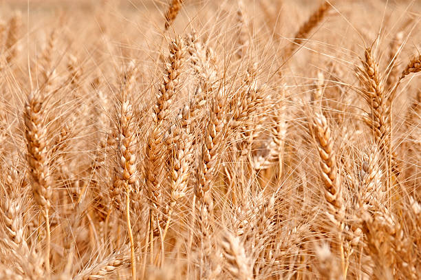 istock Mature wheat in the field 503433997