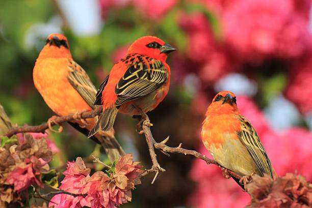 istock Foudi, Cardinal, Seychelles bird 503434739