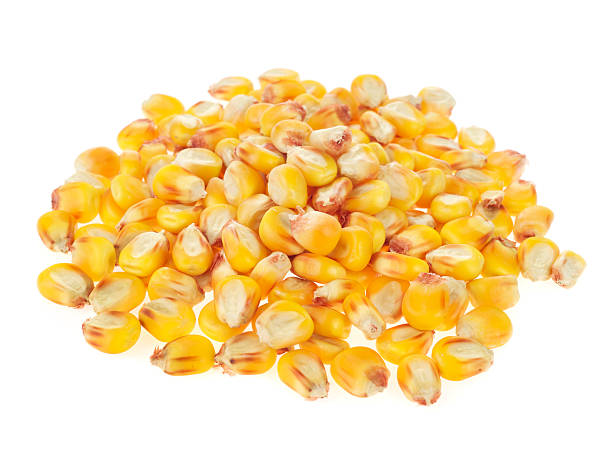 maize grains on white background stock photo