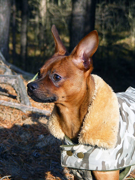 istock Russian toy terrier portrait in coat 503435983