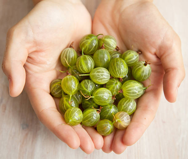 istock gooseberries in female hands 503436337