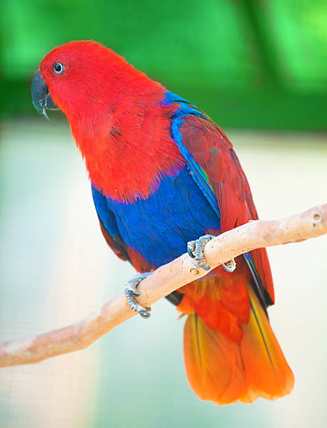 Eclectus parrot with red and blue feathers sitting on branch Red eclectus parrot on the branch eclectus parrot stock pictures, royalty-free photos & images