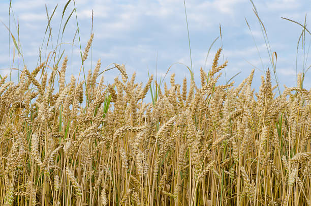 istock field of wheat, cereal grain 503437451