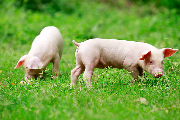istock Piglet in grass outdoor 503437585