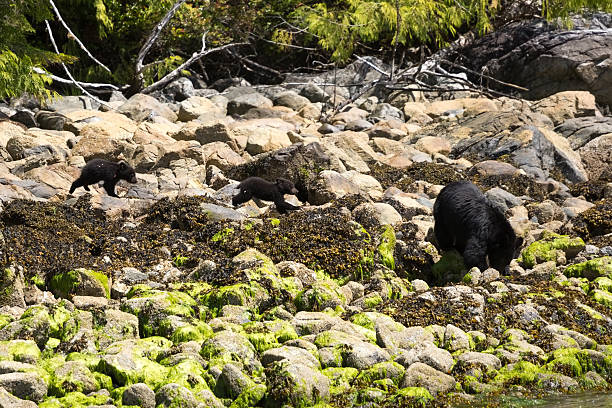 istock Two Black Bear Cubs running after their mother 503437999
