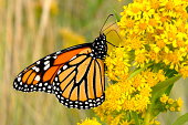monarch-butterfly.jpg?b=1&s=170x170&k=20&c=g8yThJJawtx-Dy_7pjmJbj9XuxLd6afc4uet2iJDao4=