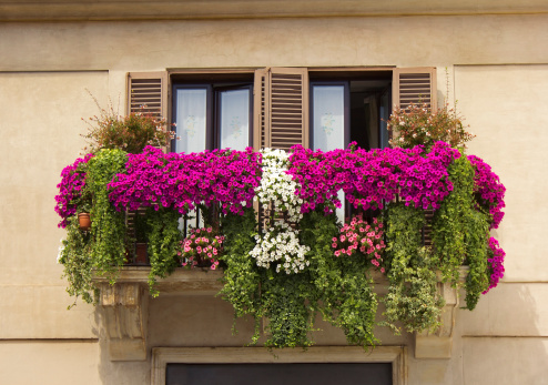 balcony twined with flowers of petunias on facade of the house on the Piazza Navona, Rome, Italy