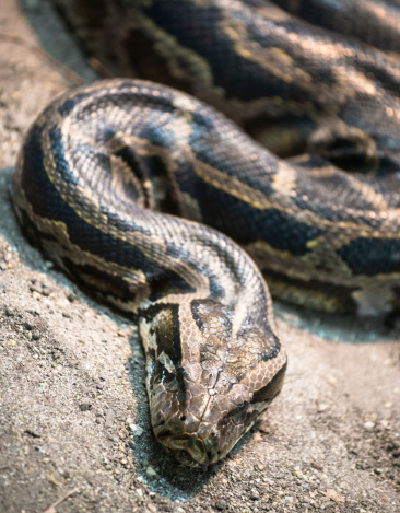Python Brunei Burmese Python Pictures | Download Free Images on Unsplash
