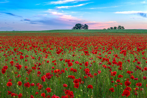 istock Poppies field at sunset 503439375