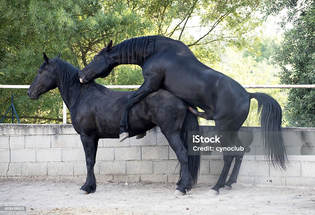 schattig platform Gehakt Horse Mating Stock Photo - Download Image Now - Horse, Animals Mating,  Stallion - iStock