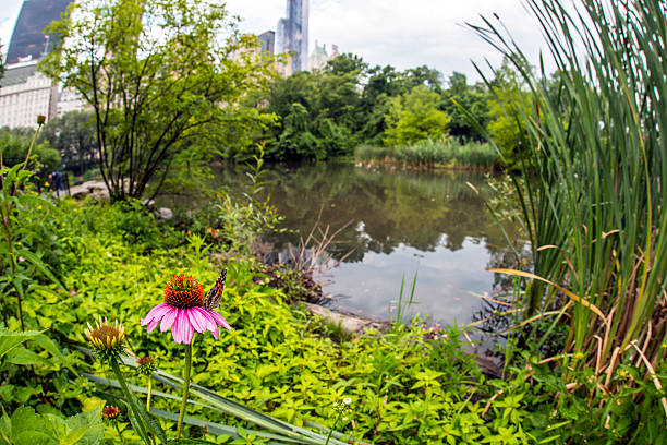 istock Central Park, New York City 503439893