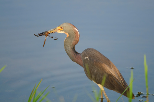A tri-colored heron with a dragon fly in mouth, southwest Florida.