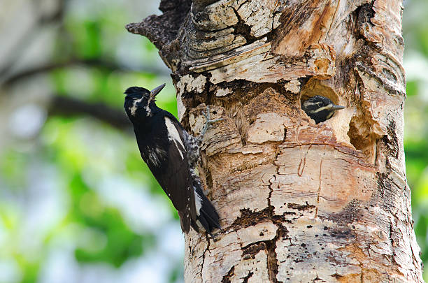 istock Williamson's sapsucker guarding the nest 503440123