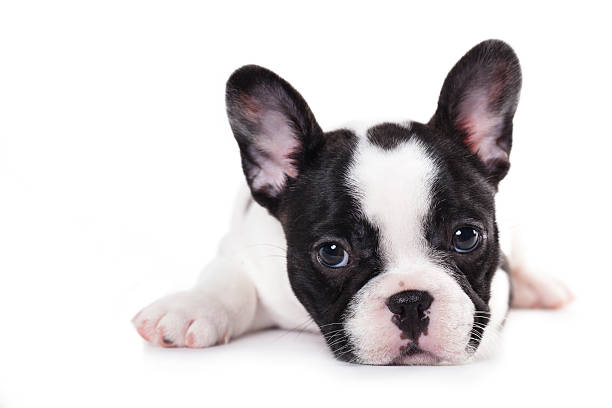 istock French Bulldog puppy 503440163