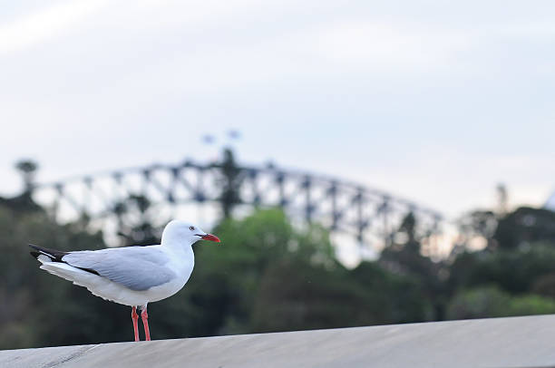 seagull 、シドニーハーバーの夜の橋 - wildlife australia wing cityscape ストックフォトと画像