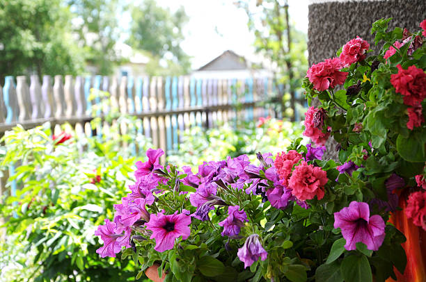istock Pink and red Petunia home decoration 503452505