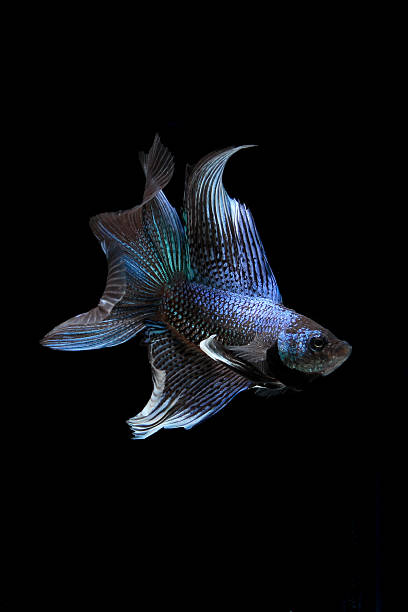 istock blue siamese fighting fish, betta fish isolated on black 503452696