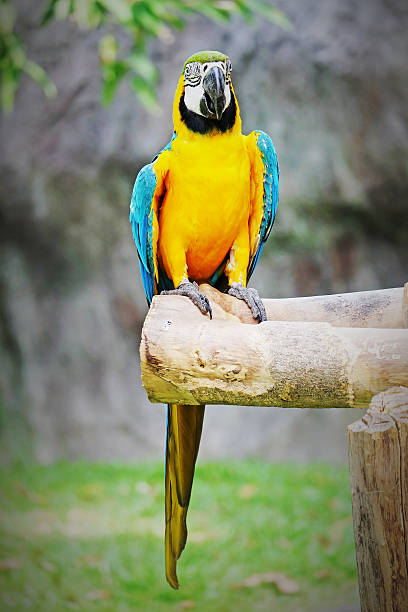 istock Beautiful Macaw On The Branch 503453075