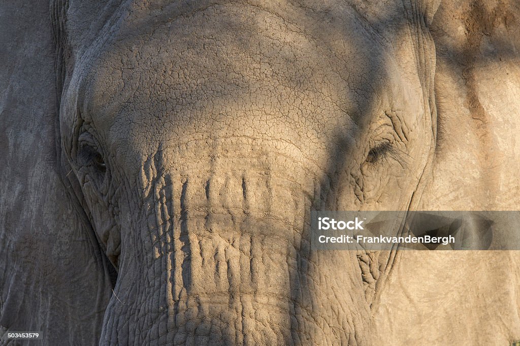 Elefante en primer plano - Foto de stock de Aire libre libre de derechos