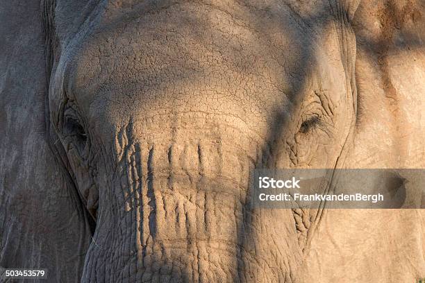 Elefante En Primer Plano Foto de stock y más banco de imágenes de Aire libre - Aire libre, Animal, Animales de Safari