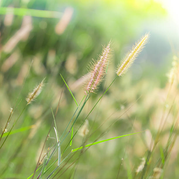 istock wildflower and blur green grass 503454179