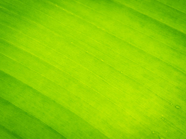 istock Texture background of green Leaf 503454250
