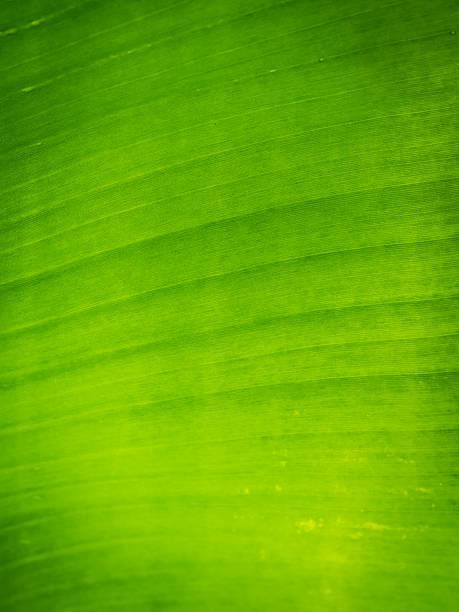 istock Texture background of green Leaf 503454528