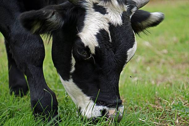 istock Cow, Black Hereford With Mottled Face, Grazing 503454640