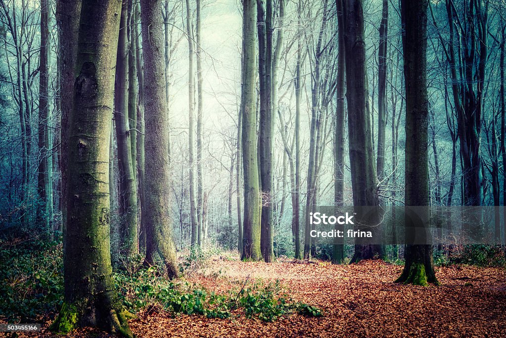 Foggy forest Mysterious foggy forest. Autumn landscape Autumn Stock Photo