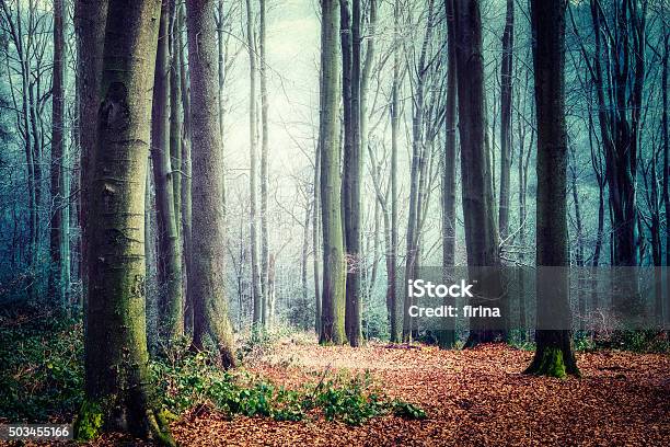 Foggy Forest Stock Photo - Download Image Now - Autumn, Backgrounds, Beauty In Nature