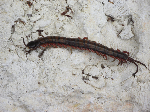 Adult scolopendra of guadeloupe