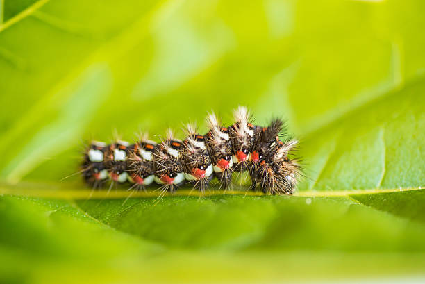 istock Acronicta rumicis caterpillar on a green leaf 503455850