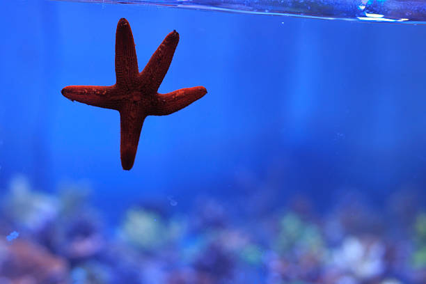 istock red starfish on the aquarium glass 503455947