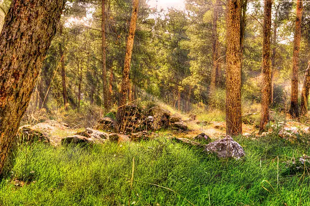 Photo of Sun rays in forest after the rain