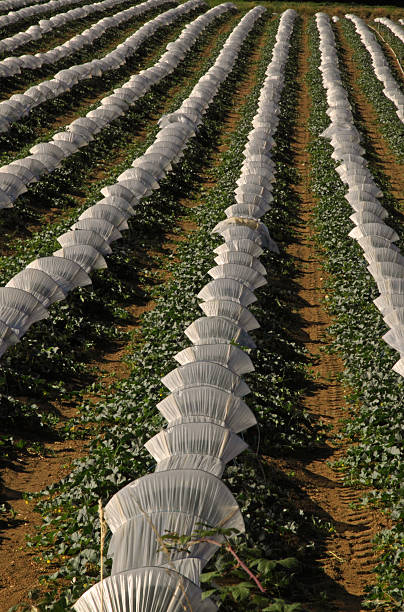 ряды дыни, выращенные в cover в sw франция - plowed field field fruit vegetable стоковы�е фото и изображения