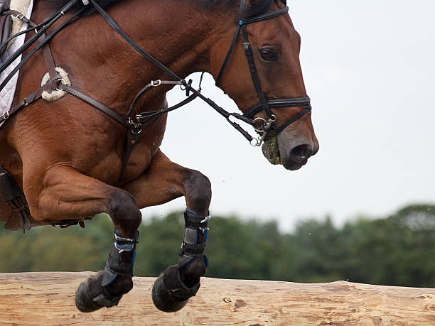 istock Horse Clearing a Log Jump 503456893