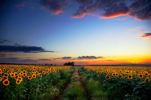 Sunflowers field landscape.