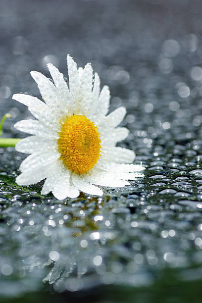 istock Artistic macro of wet daisy flower, love nature, reflection 503457741