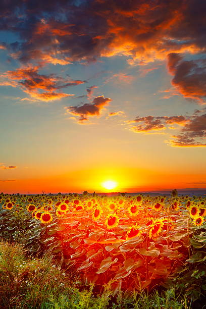 istock Sunset Landscape - XXXL 503458037